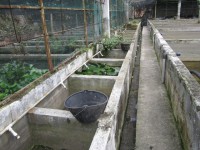 /album/granjas-integrales-productivas/peces-ornamentales-jpg/